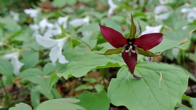 Purple Trilliums (8732205356)