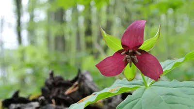 Purple Trilliums (8732203948)