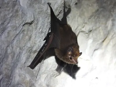 Peropteryx macrotis 340835875