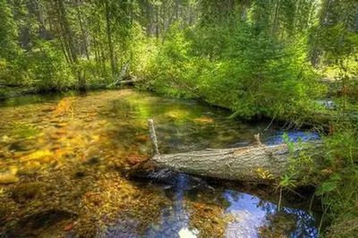 Jack Creek Campground