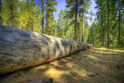 Jack Creek Campground