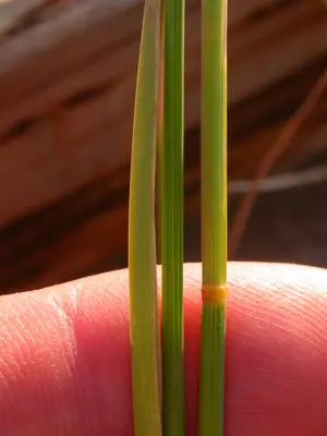 Poa compressa (3851464856)
