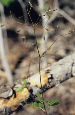 Osmorhiza chilensis (5183142420)