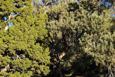 Juniperus osteosperma - Pinus monophylla White - Inyo Range