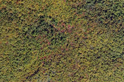 Maupin Field A.T. Shelter