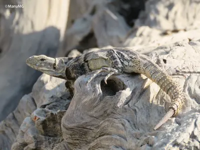 Ctenosaura hemilopha 221529730