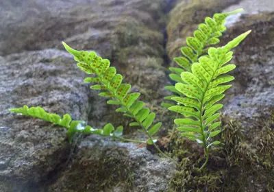 Polypodium hesperium