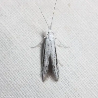 Coleophora discostriata 915265