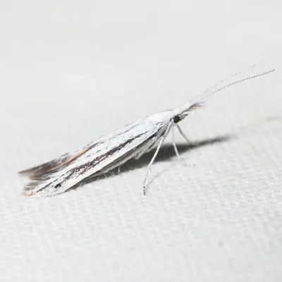 Coleophora discostriata 915253
