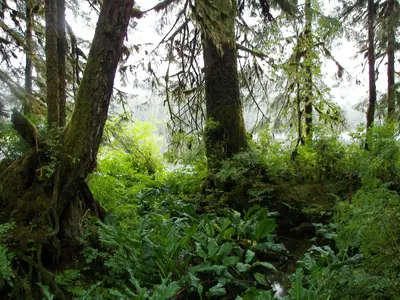 Alaskan Rainforest - panoramio