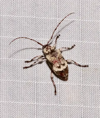 Leptostylus asperatus 199221703