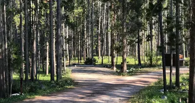 Campsite in wooded area