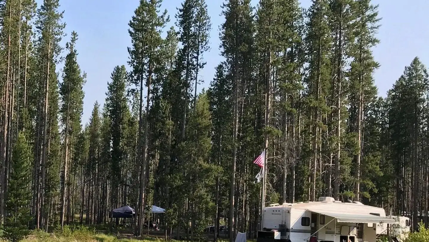 Stand of trees