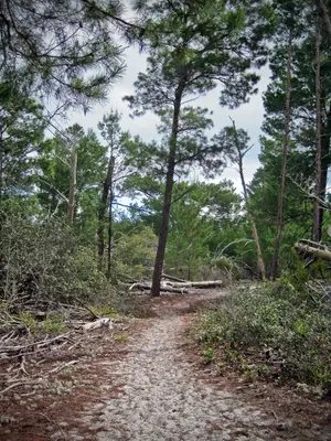 Seabranch Preserve State Park - 8386494767