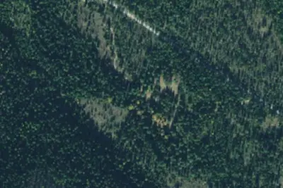 Tamarack 002d