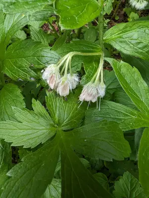 Hydrophyllum fendleri 396817998