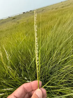 Sporobolus alterniflorus 571288509