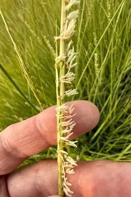 Sporobolus alterniflorus 571288512
