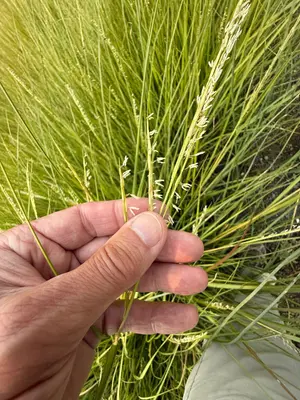 Sporobolus alterniflorus 571288496