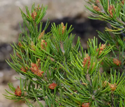 Pinus remota, Warnock Park, Pecos County, Texas 01