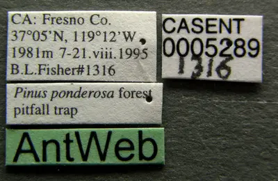 Formica querquetulana casent0005289 label 1