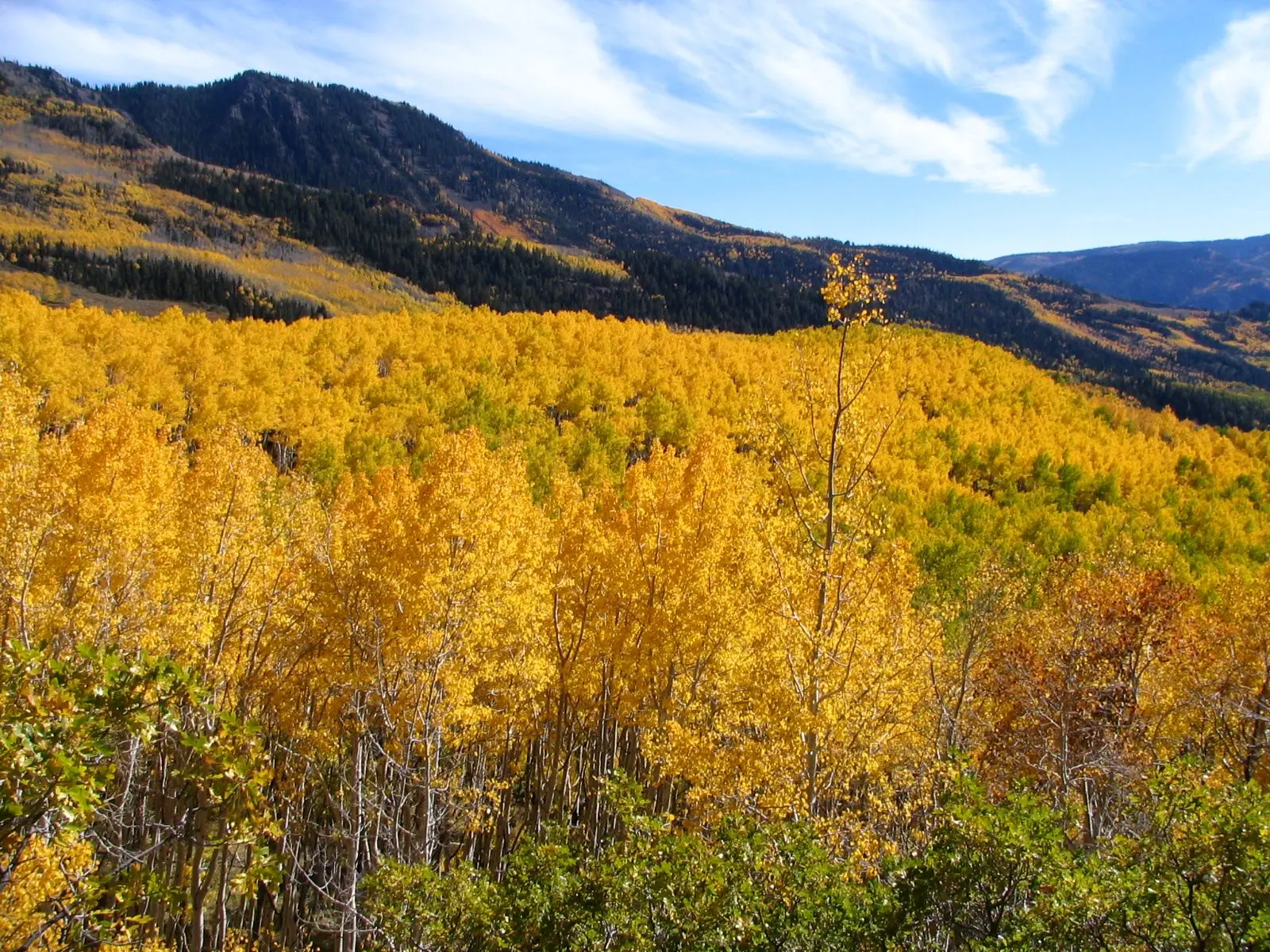 Photo of Fishlake National Forest
