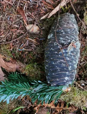 Abies amabilis, Walbran Valley, Vancouver Island, BC 1