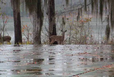 Deer florence marina