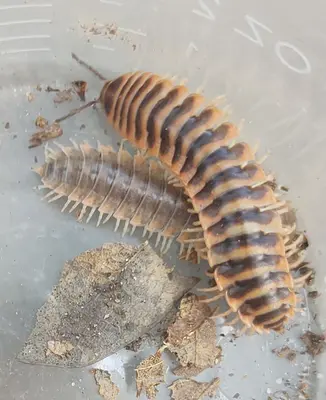 Cherokia georgiana 218320164