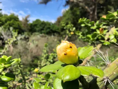 Pereskiopsis diguetii 28