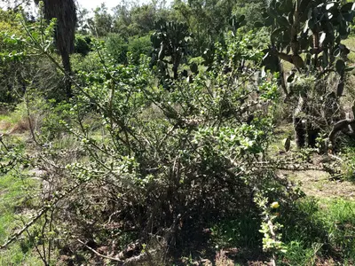 Pereskiopsis diguetii 29