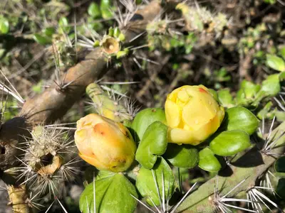 Pereskiopsis diguetii 27