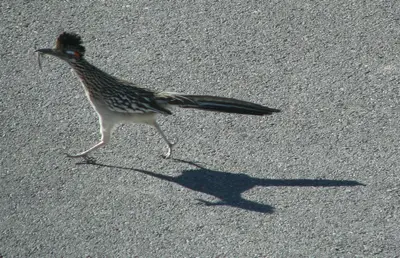 Geococcyx californianus running in Beatty, NV