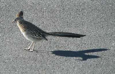 Geococcyx californianus posing in Beatty, NV
