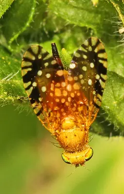 Fruit Fly - Euaresta festiva, Backus Woods, Walsingham, Ontario - 15554491612