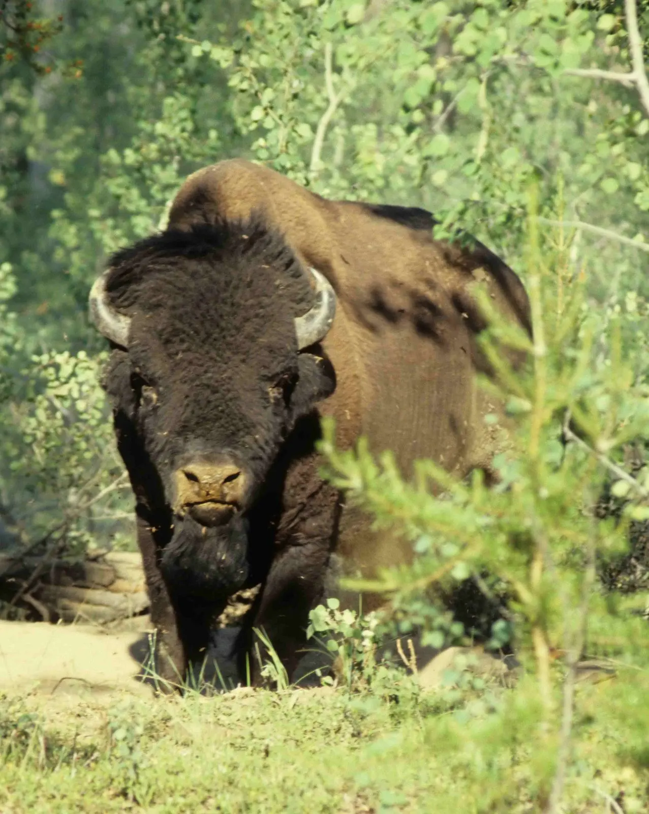 Photo of Wood Buffalo National Park