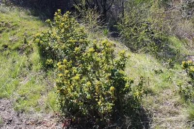 Oregon grape 4738