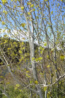Serviceberry (Amelanchier bartramiana) 4746