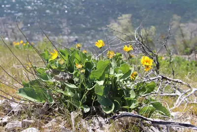 Hooker's balsamroot 4764
