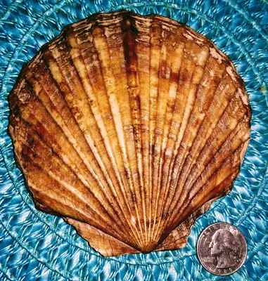 Top of Pectinidae fossil, found at South Beach, Oregon