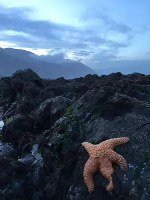 Sea Star (29725385692)