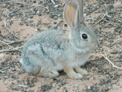 Bold bunny - panoramio
