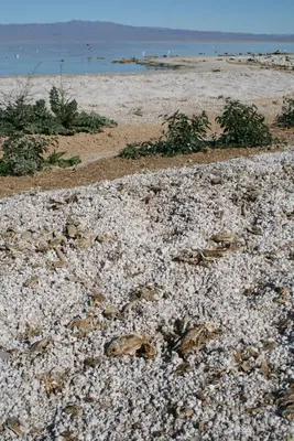 Shoreline - panoramio - kallahar
