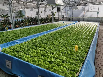 Aquaponics hydroponics farming fish lettuce