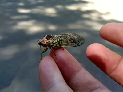 Okanagana vandykei 84926607