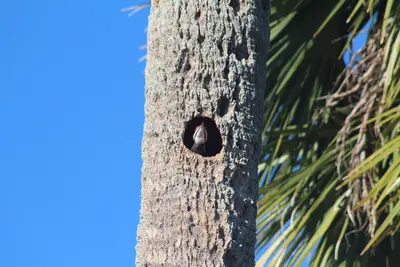 Pileated Woodpecker Checking Out The Day