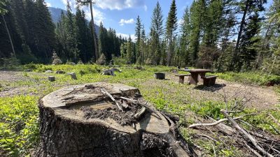 Amanita Campground