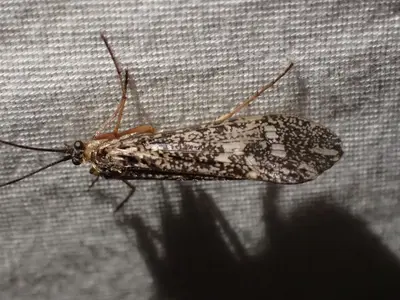 Clistoronia magnifica 160352213