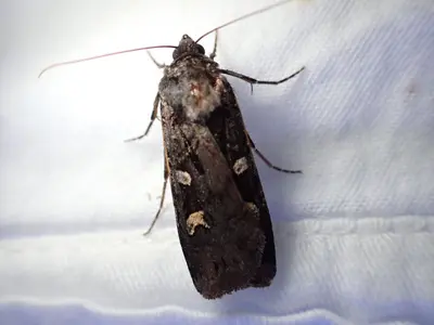 Actebia fennica 108214957