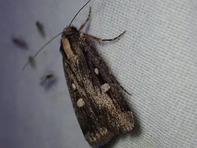 Abagrotis glenni 107558043